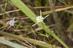 Blueflower eryngo